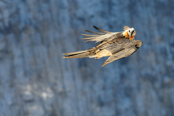 Gypaète barbu (Gypaetus barbatus) – Crédit photo : Michael Kaczmar